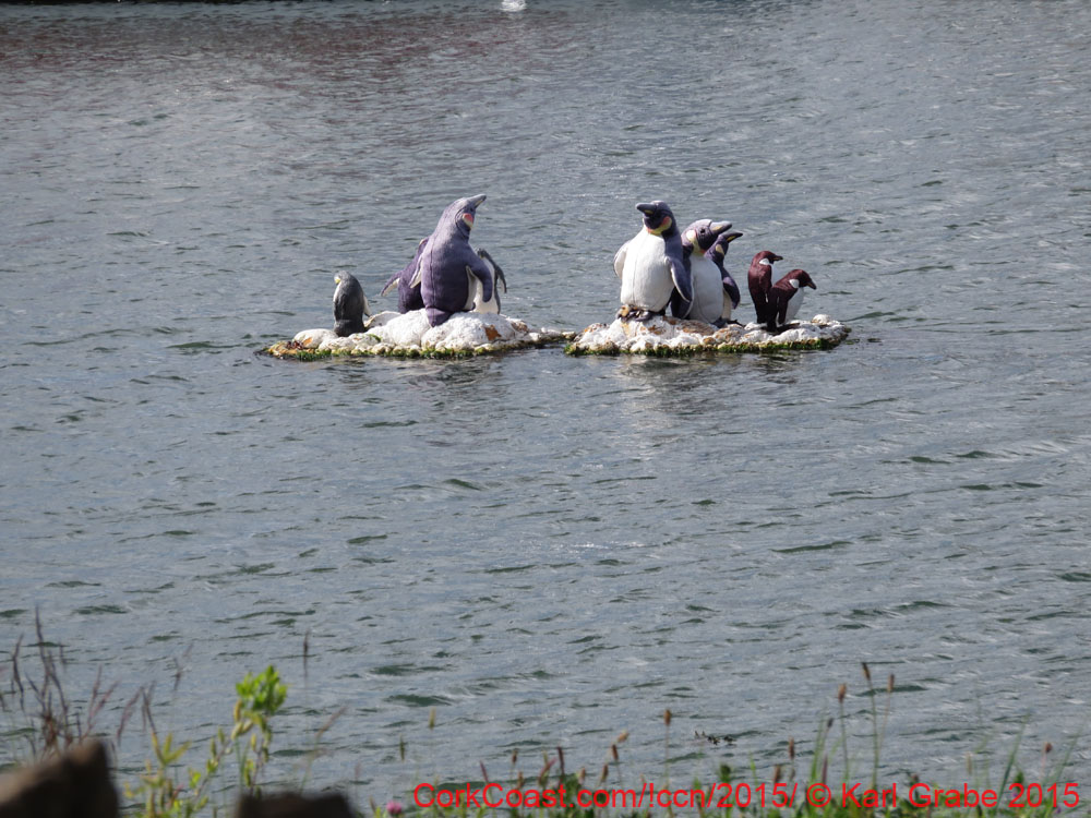 IMG_0402 crosshaven penquins