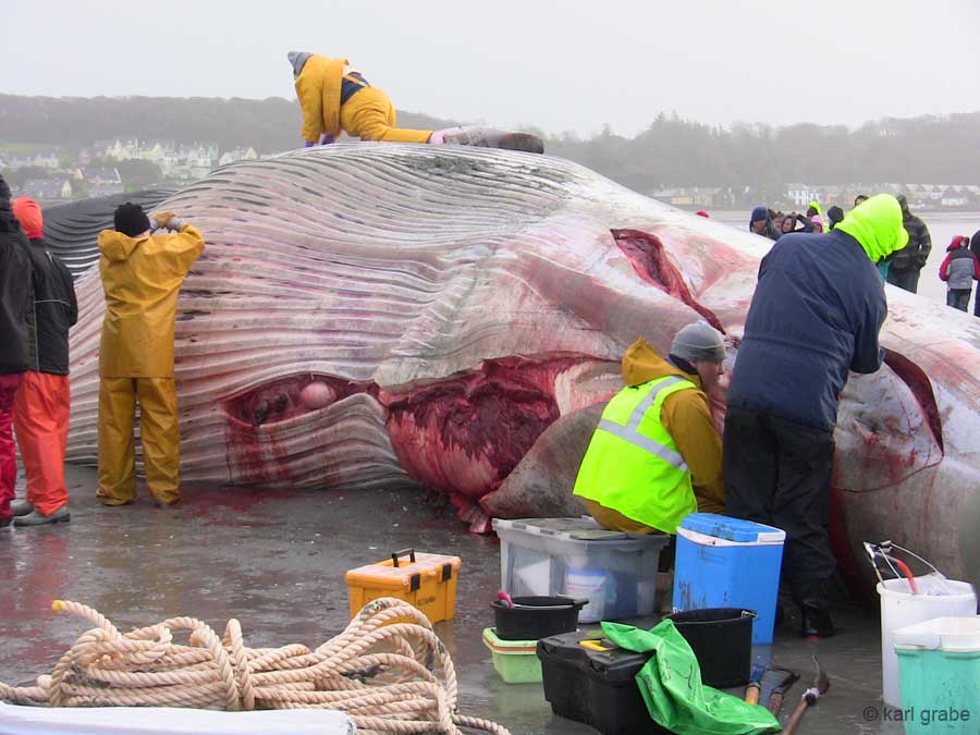 IMG_0436