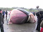 IMG_0424 inflated tongue