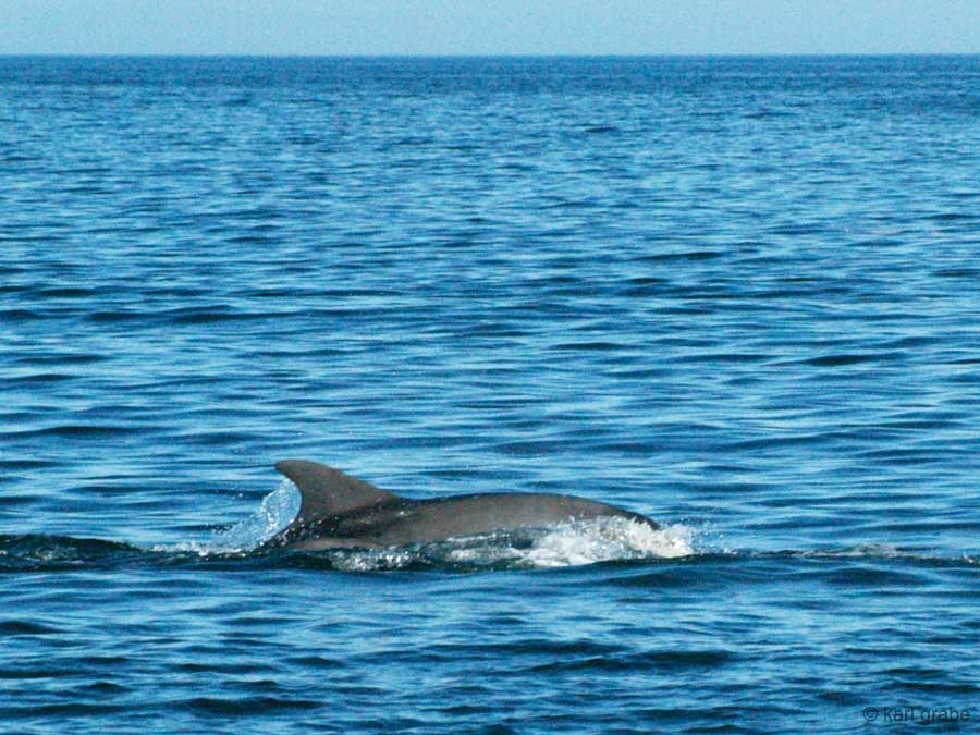 KG225264c