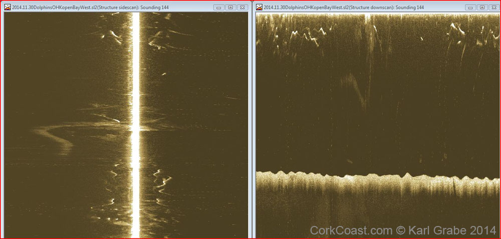 d4 2014.11.30 C dolphin old hd kinsale