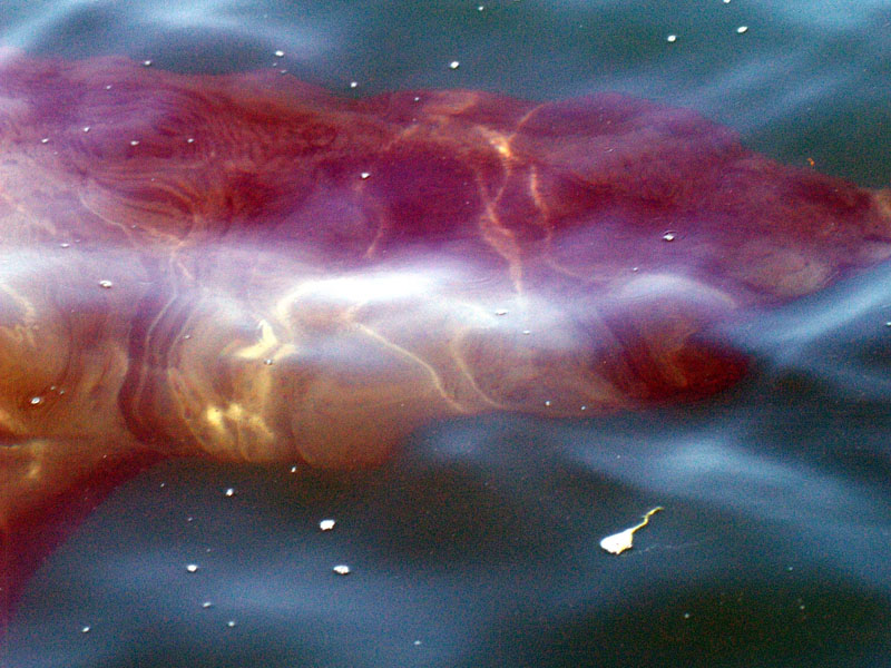 KG090085e