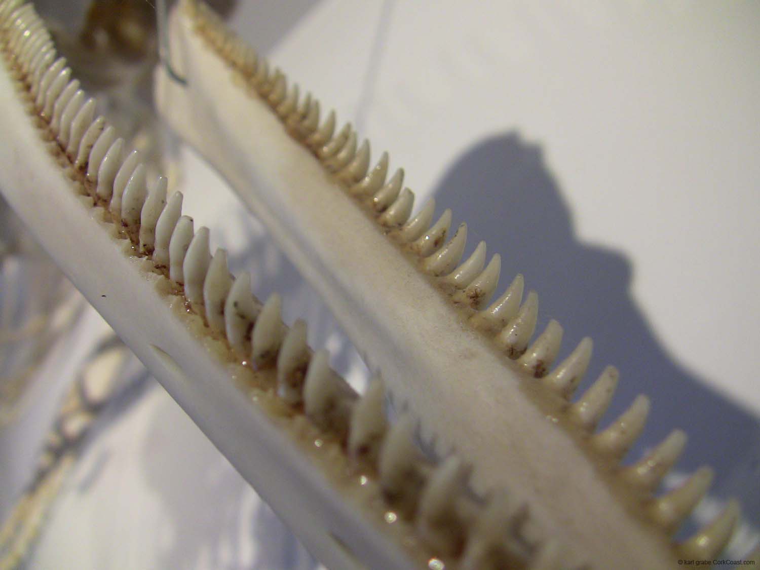 IMG_3183 common dolphin teeth