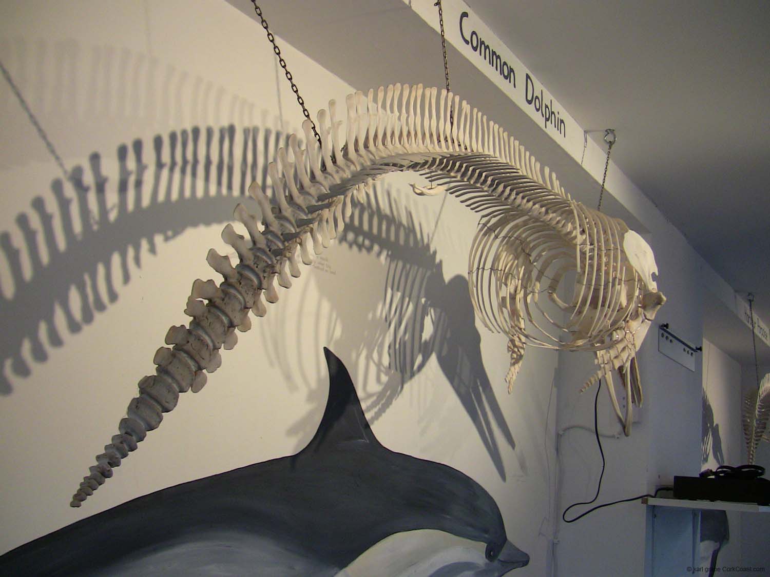 IMG_3184  common dolphin skeleton